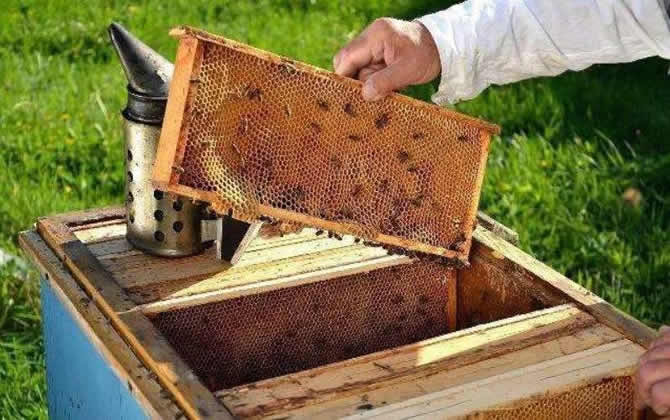 一個(gè)人能養(yǎng)多少箱蜜蜂