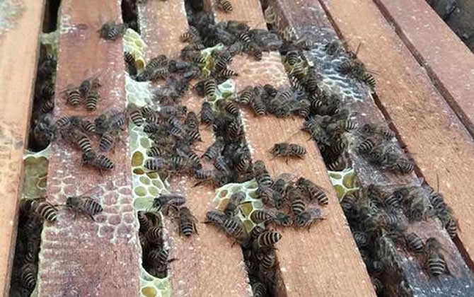 一個(gè)人能養(yǎng)多少箱蜜蜂