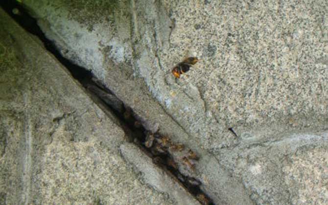 黑絨胡蜂毒性大嗎（黑絨胡蜂的毒性強弱）