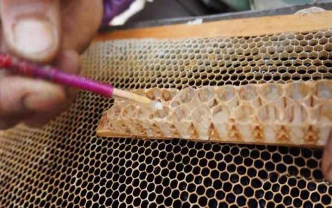 養(yǎng)蜂怎樣人工育王最簡單