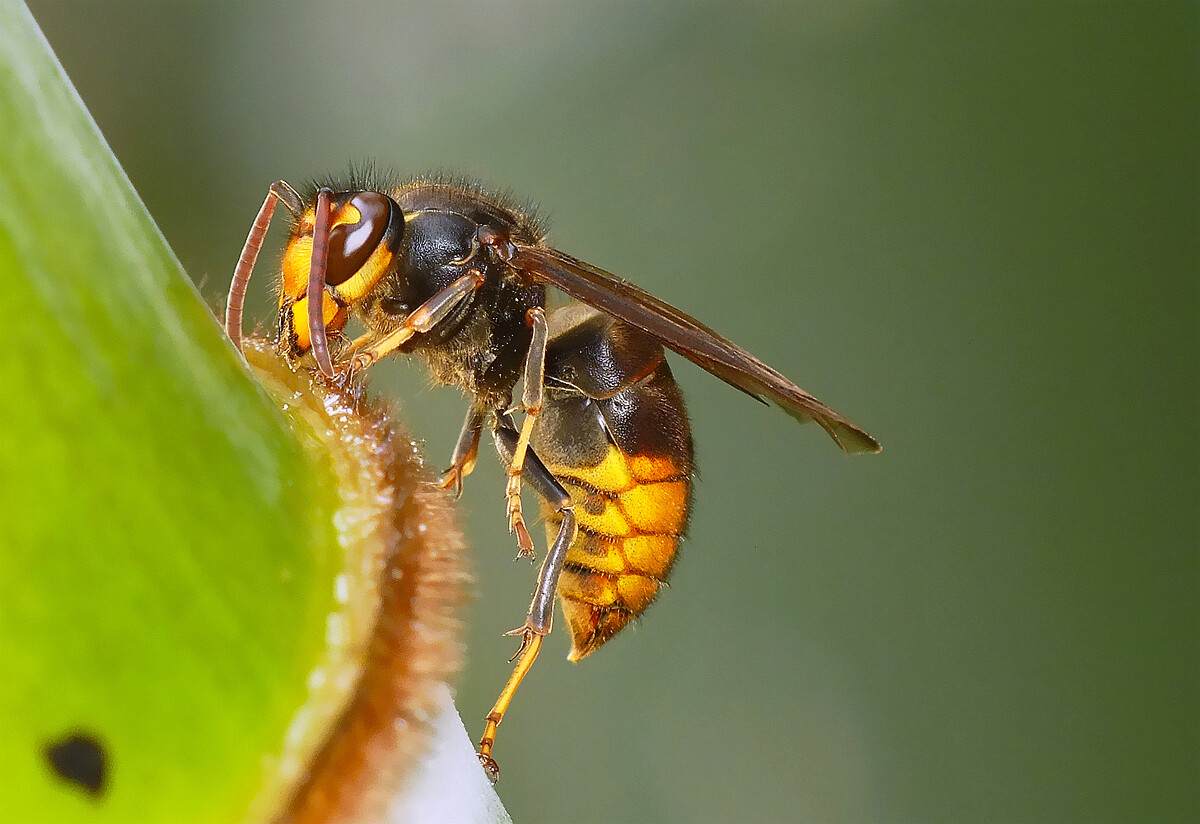 找馬蜂窩的絕招技巧（如何找到馬蜂的窩）