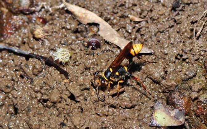 細(xì)腰蜂如何繁殖后代（細(xì)腰蜂的繁殖方式）