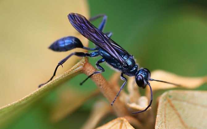 細(xì)腰蜂如何繁殖后代（細(xì)腰蜂的繁殖方式）