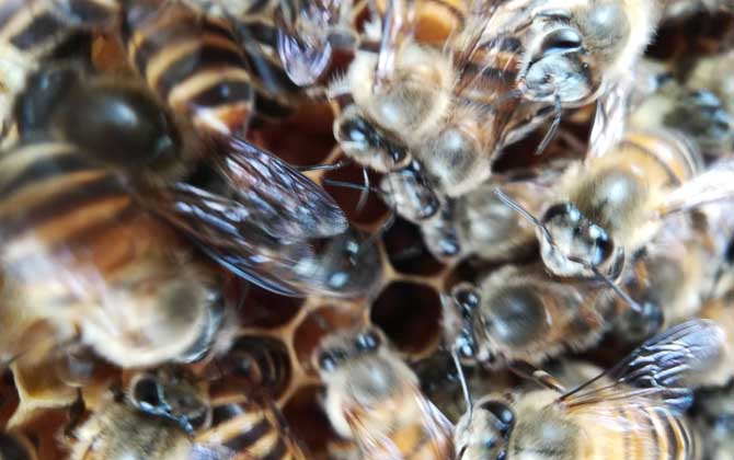 怎么區(qū)分阿壩中蜂（阿壩蜂王和中蜂蜂王有什么區(qū)別）