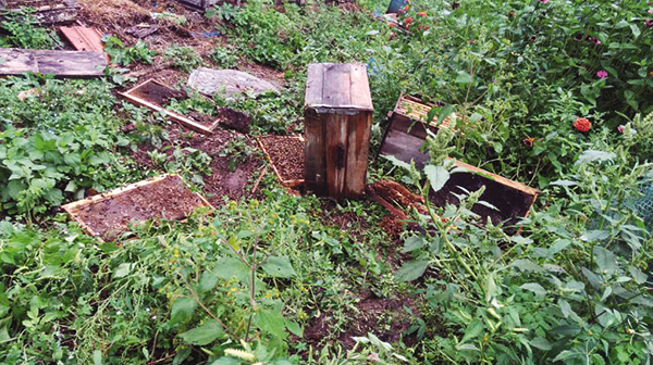 中蜂如何快速擴(kuò)大蜂場（中蜂這樣擴(kuò)場快）