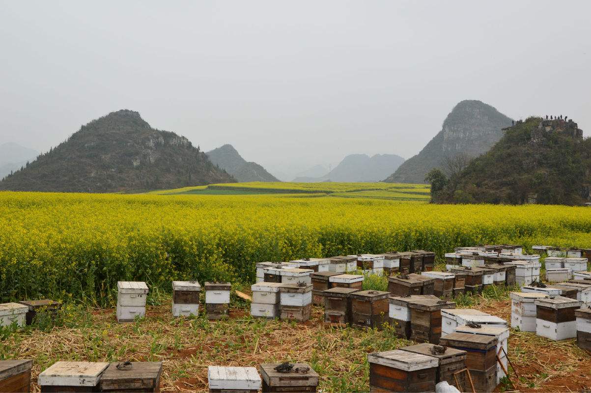 養(yǎng)蜂人一年能賺多少錢？