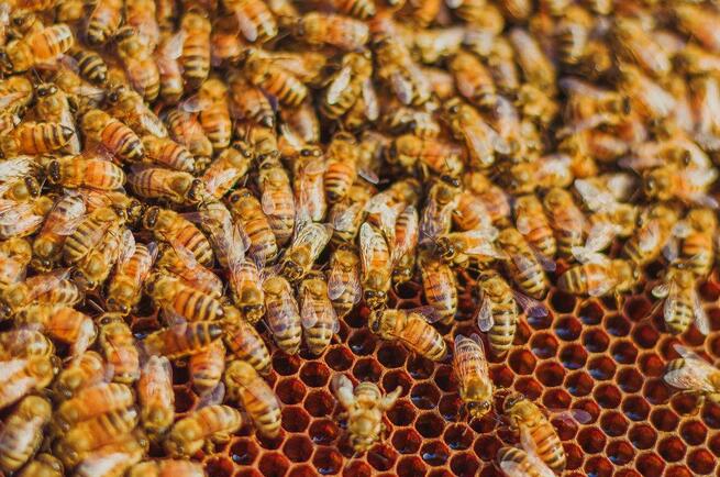 大流蜜期一般是什么時(shí)候（大流蜜期多久搖一次蜜）