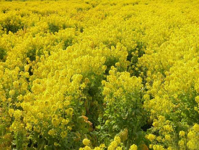 大流蜜期一般是什么時(shí)候（大流蜜期多久搖一次蜜）