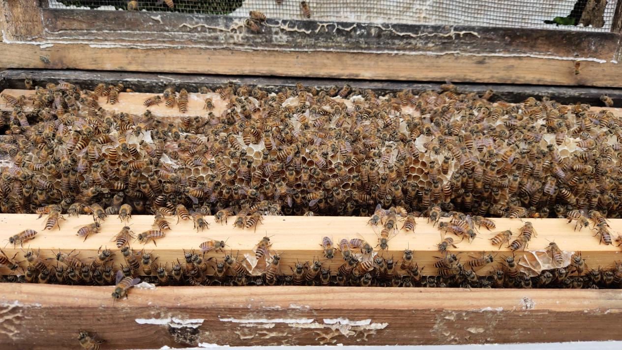 大流蜜期一般是什么時(shí)候（大流蜜期多久搖一次蜜）