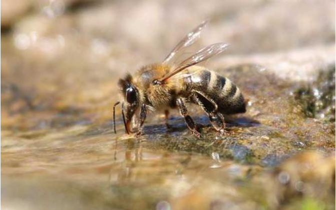 會折人的蜜蜂是什么，工蜂還是雄蜂（會蟄人的蜜蜂是雌蜂還是雄蜂）