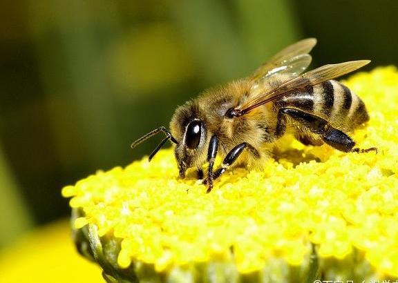 會折人的蜜蜂是什么，工蜂還是雄蜂（會蟄人的蜜蜂是雌蜂還是雄蜂）