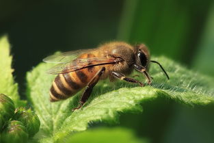 怎么區分是不是松丹一號蜂王（松丹蜜蜂配套系1號與2號有何區別）