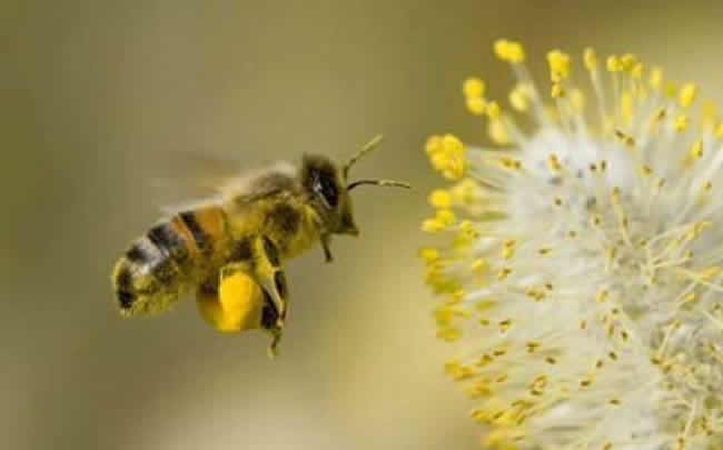 人造王臺幾天介王合適