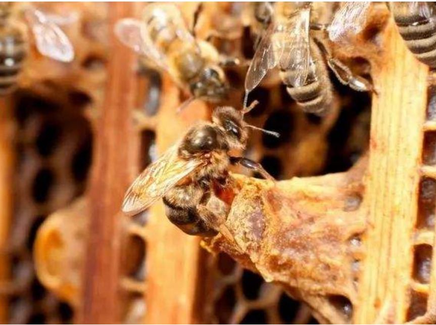 人造王臺幾天介王合適（失王幾天最合適介王臺）