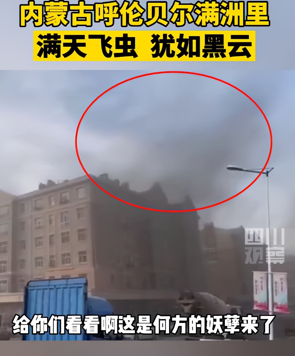 湖南沅江蜉蝣大爆發，內蒙古蚜蟲大爆發，是氣候大變的征兆嗎？