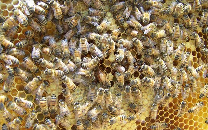 蜜蜂王是天生的還是發展起來的（蜂王是怎樣產生的）