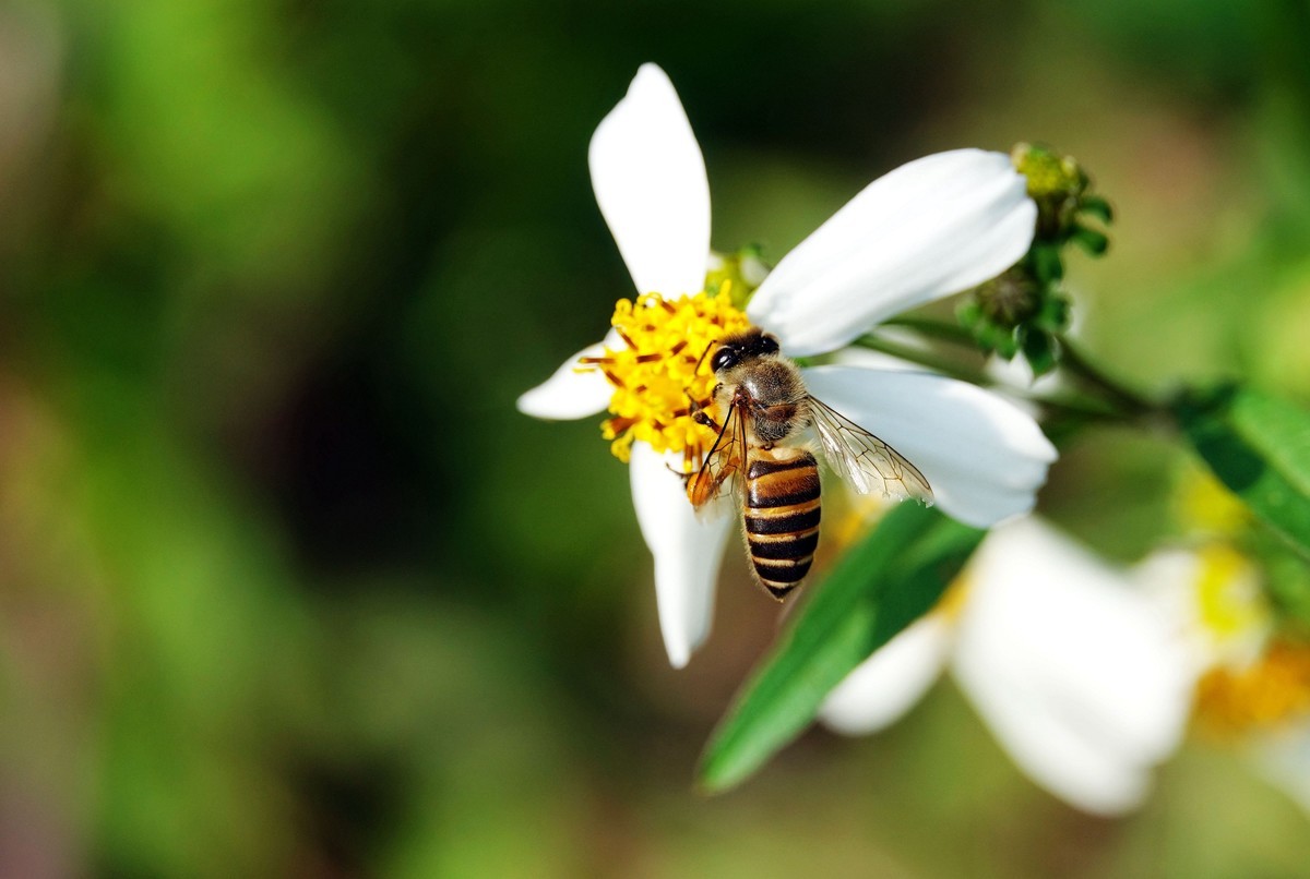 蜜蜂什么時(shí)候可以開(kāi)始養(yǎng)
