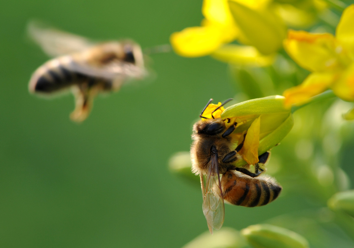 蜜蜂什么時(shí)候可以開(kāi)始養(yǎng)
