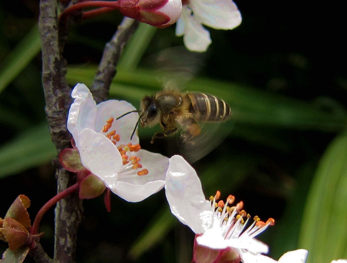 蜜蜂什么時(shí)候可以開(kāi)始養(yǎng)