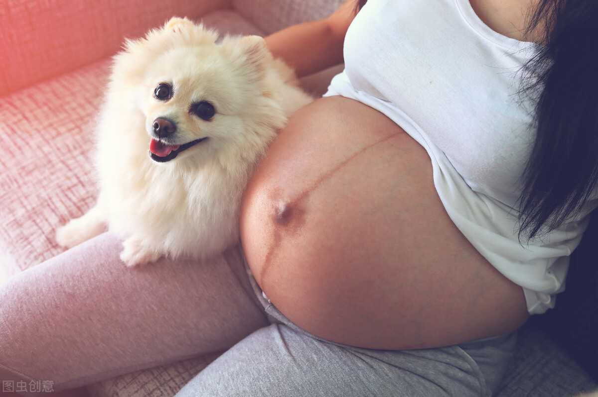 懷孕了，該不該把狗狗送走？