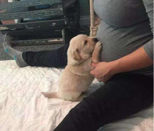 懷孕了，該不該把狗狗送走？