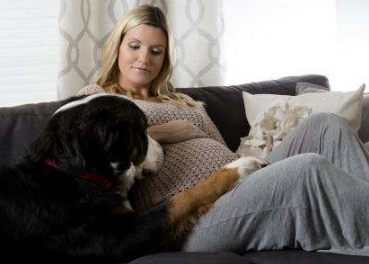 懷孕了，該不該把狗狗送走？