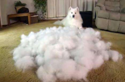 懷孕了，該不該把狗狗送走？