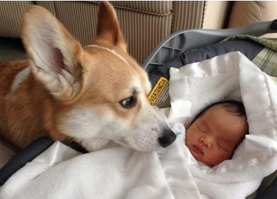 懷孕了，該不該把狗狗送走？