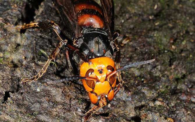 虎頭蜂和黃蜂有什么區別（虎頭蜂和黃蜂的對比）