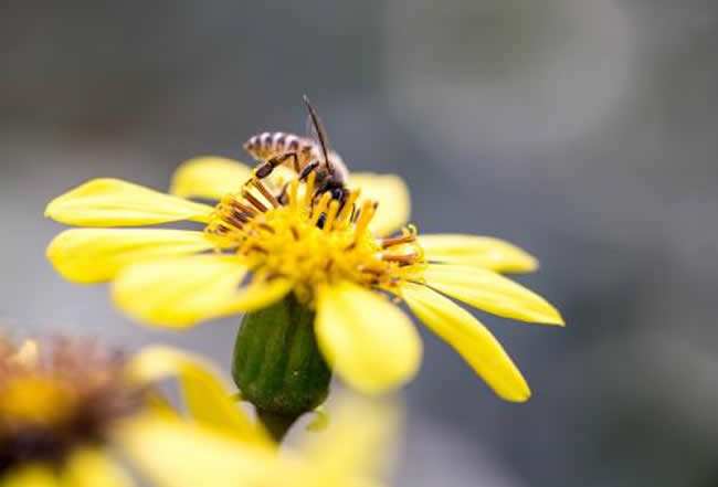 新手怎么才能養(yǎng)好蜜蜂？