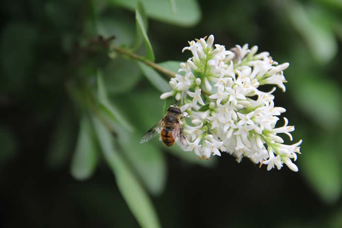 新手怎么才能養(yǎng)好蜜蜂？