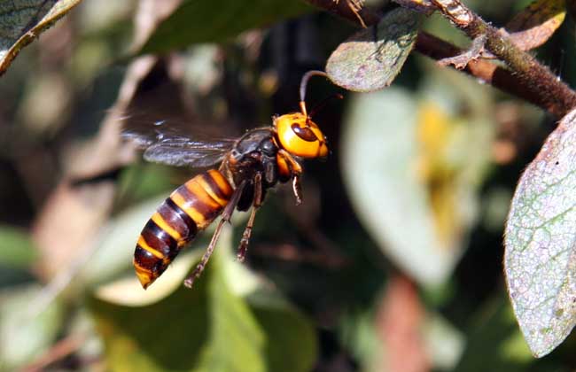 大虎頭蜂真能蜇死人嗎？(扒一扒虎頭蜂的厲害)