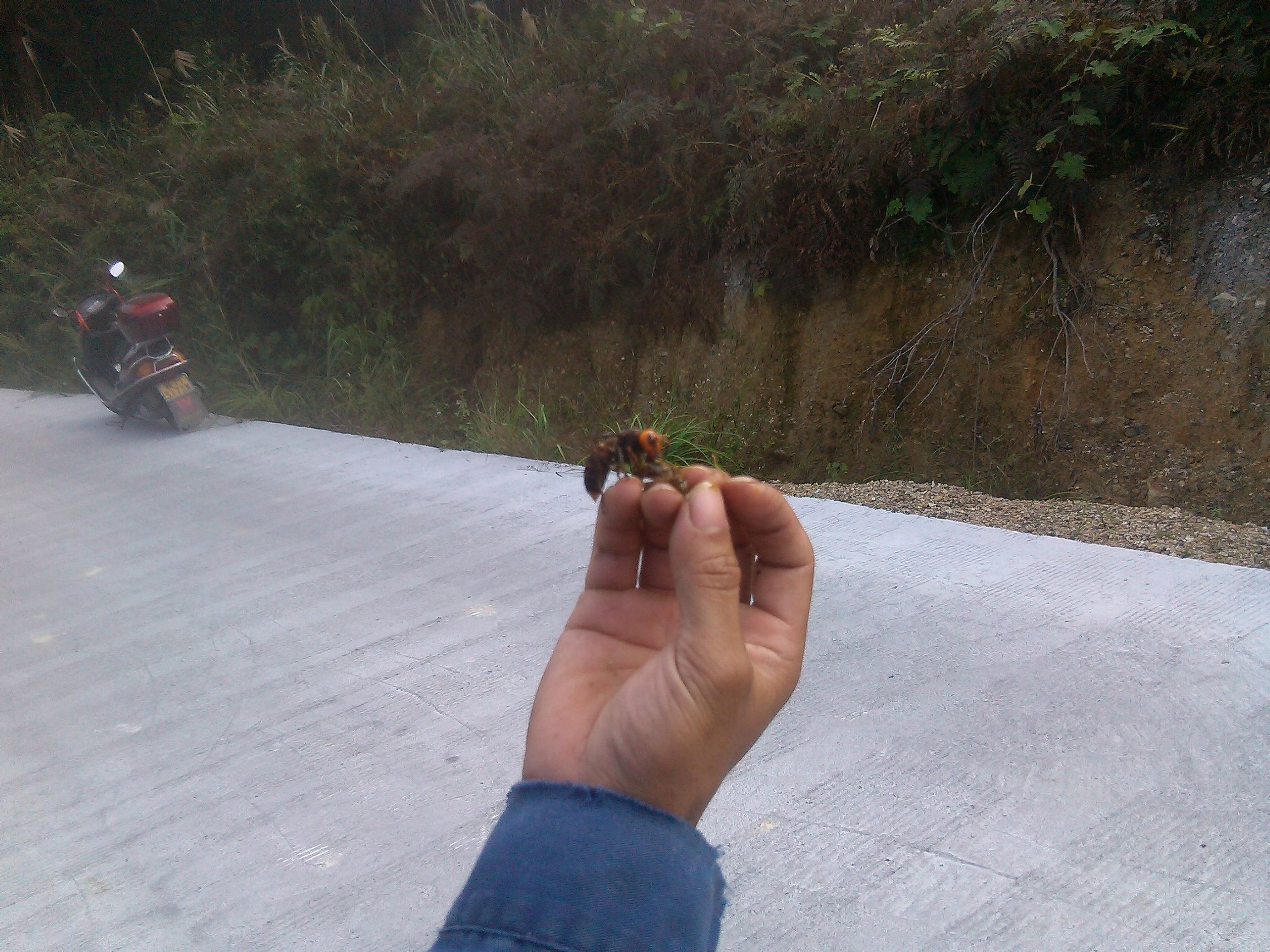 胡蜂怎么區(qū)別蜂王和雄蜂（胡蜂工蜂和蜂王怎么分）