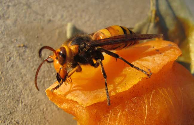 胡蜂怎么區(qū)別蜂王和雄蜂（胡蜂工蜂和蜂王怎么分）