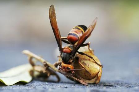 中國(guó)大虎頭蜂冬眠嗎（大虎頭蜂什么時(shí)候冬眠）