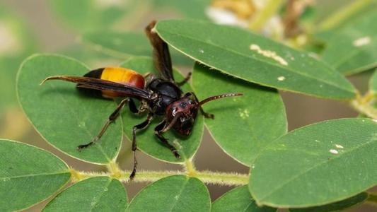 中國(guó)大虎頭蜂冬眠嗎（大虎頭蜂什么時(shí)候冬眠）