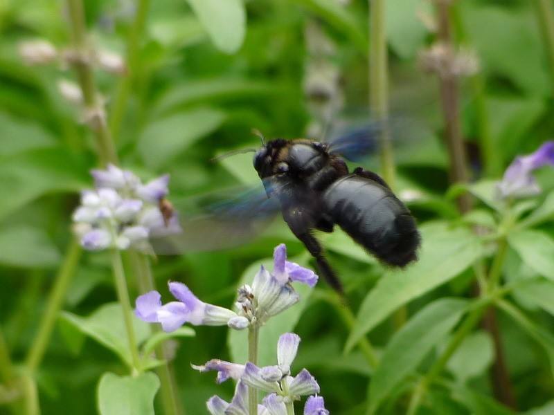 【蜂蜜吃法】蜂蜜什么時(shí)候喝最好 蜂蜜什么時(shí)候喝最好