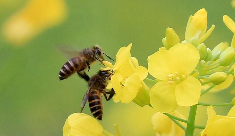 在農(nóng)村養(yǎng)殖蜜蜂賺錢嗎？