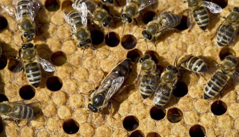 蜂王生下來就是蜂王嗎（蜂王是如何產(chǎn)生的）