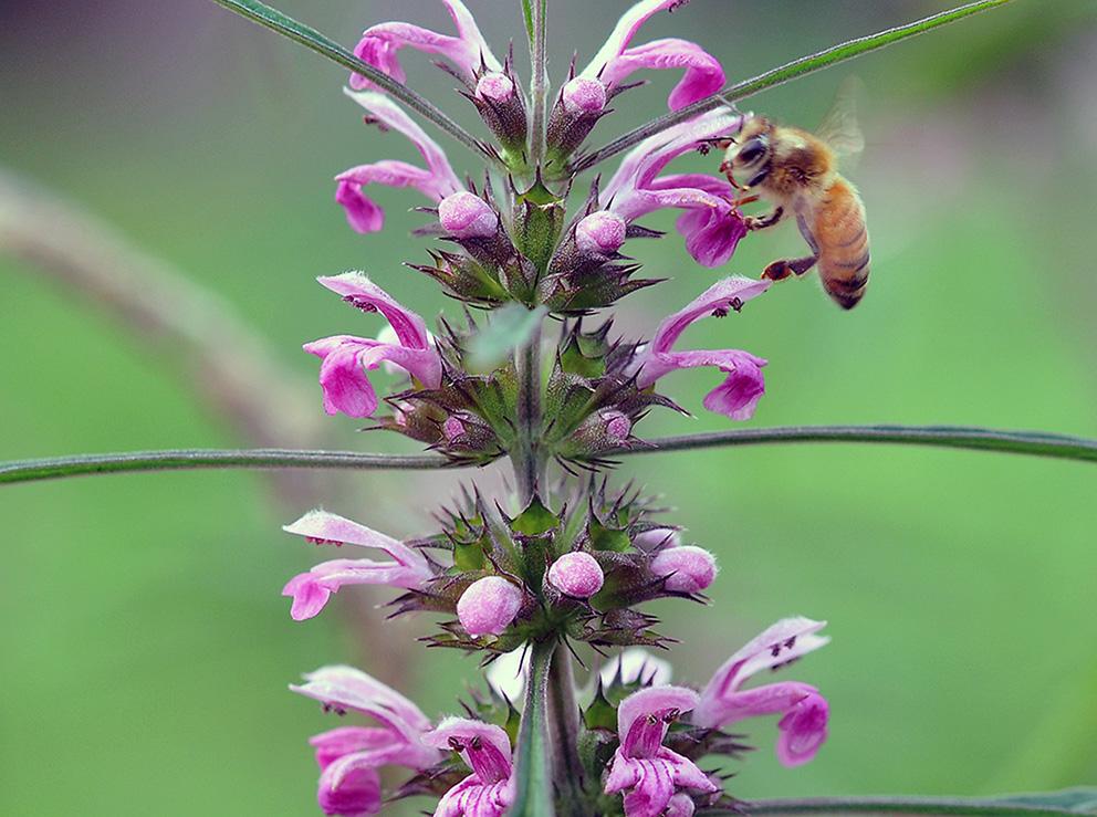 各個季節的蜜源植物（一年四季蜜源植物）