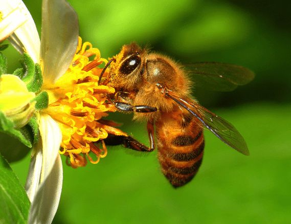 蜜蜂養(yǎng)殖需要掌握哪些知識？
