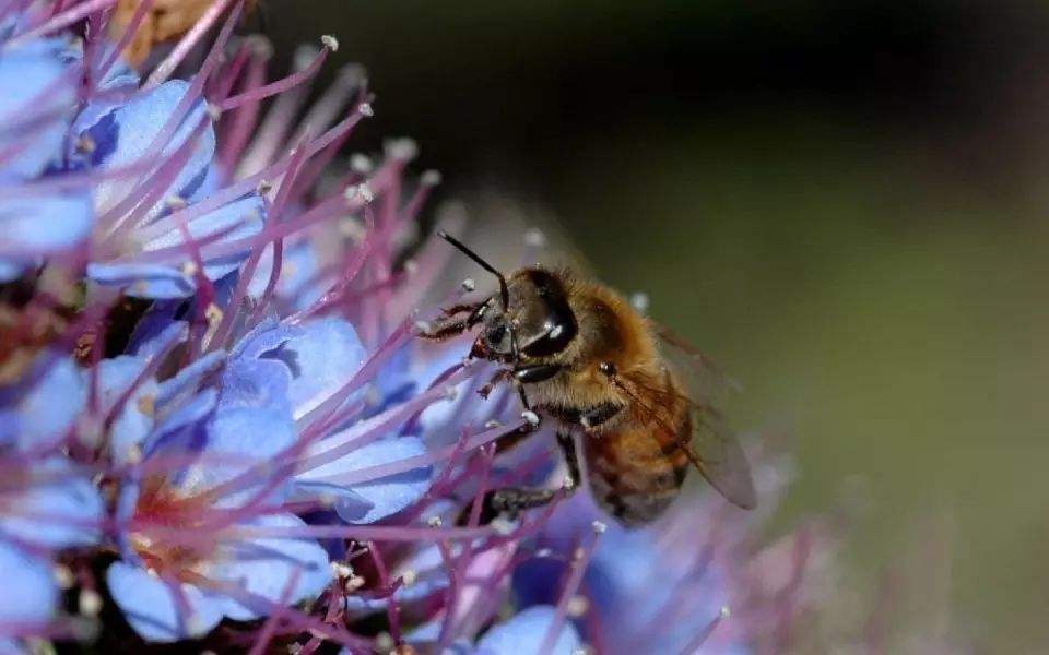 蜜蜂養(yǎng)殖需要掌握哪些知識？