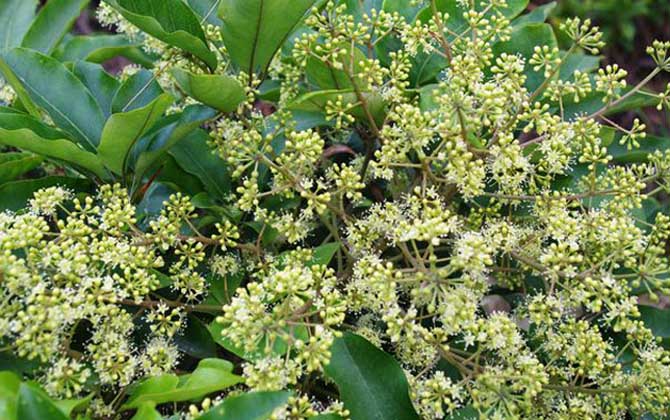 廣東鴨腳木流蜜要什么溫度（鴨腳木蜜沁蜜條件）