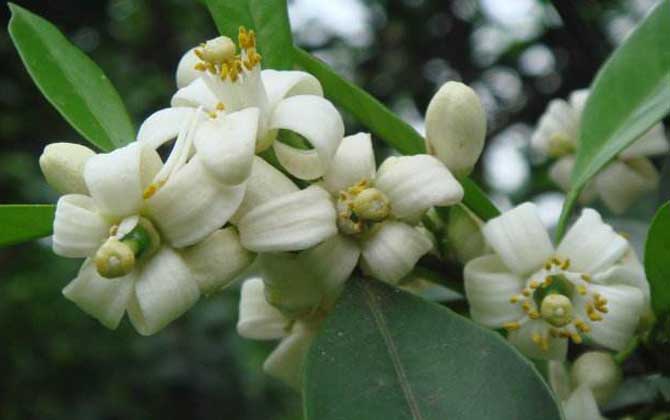 柑橘樹的地理分布（柑橘樹什么時候開花）