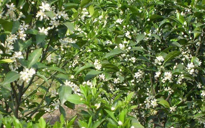 柑橘樹的地理分布（柑橘樹什么時候開花）