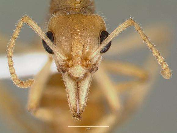 螞蟻的知識有哪些（螞蟻的特點和本領(lǐng)及相關(guān)知識）