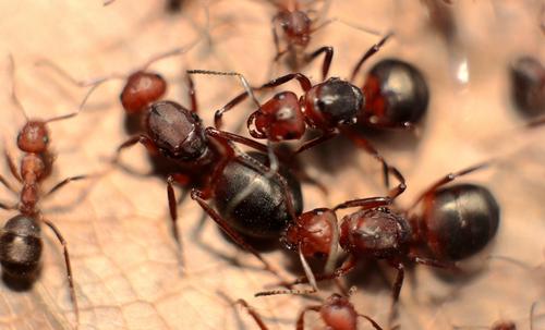 螞蟻的知識有哪些（螞蟻的特點和本領(lǐng)及相關(guān)知識）