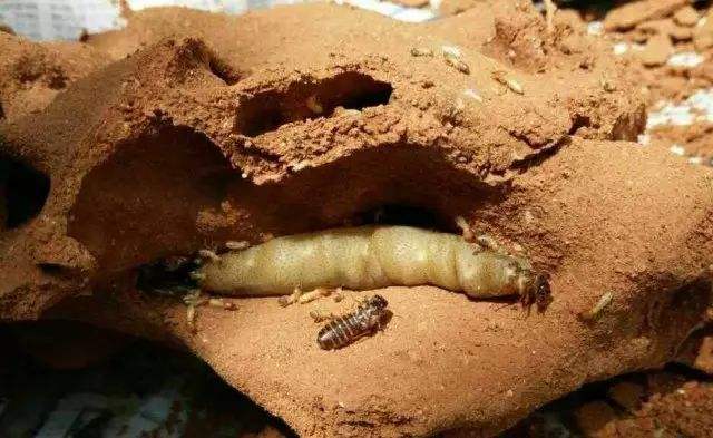 螞蟻的知識有哪些（螞蟻的特點和本領(lǐng)及相關(guān)知識）