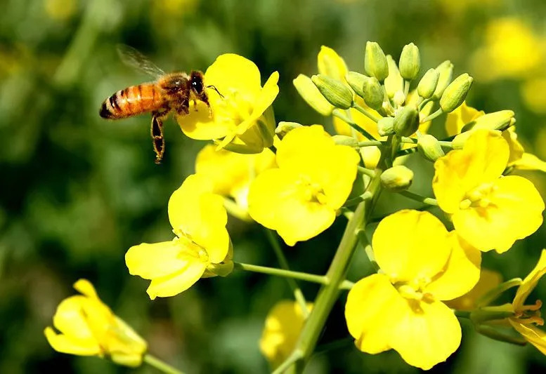 家庭養(yǎng)蜂技術(shù)新手入門（家庭養(yǎng)蜂需要什么條件）