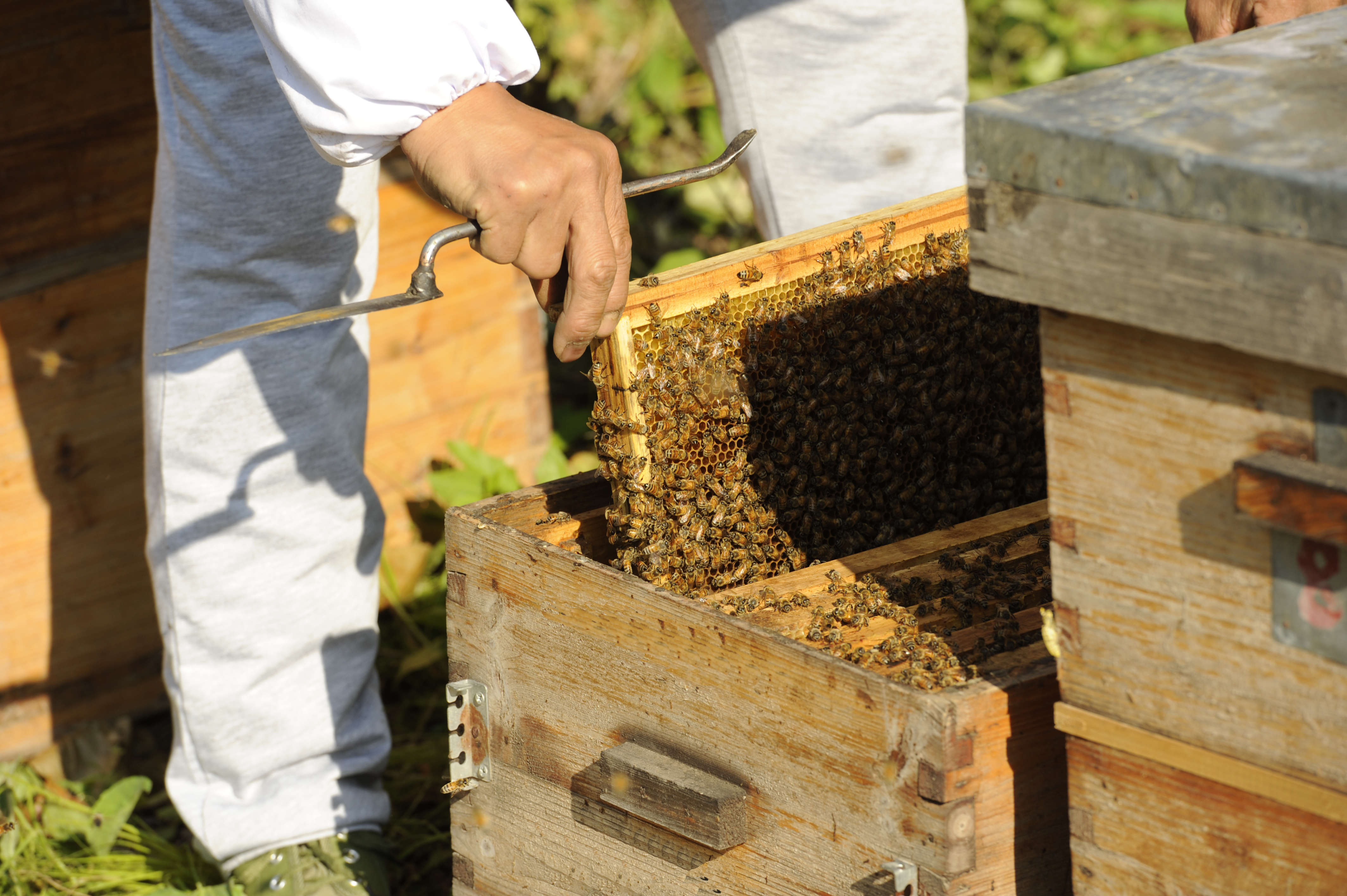 初級農(nóng)產(chǎn)品是指什么（農(nóng)產(chǎn)品初級產(chǎn)品加工定義）